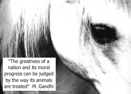stop animal cruelty quotes. animal cruelty quotes. Face The Truth: animal cruelty