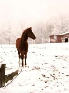horse_snow_barn_colored