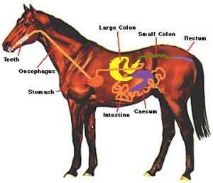 HorseDigestiveSystem